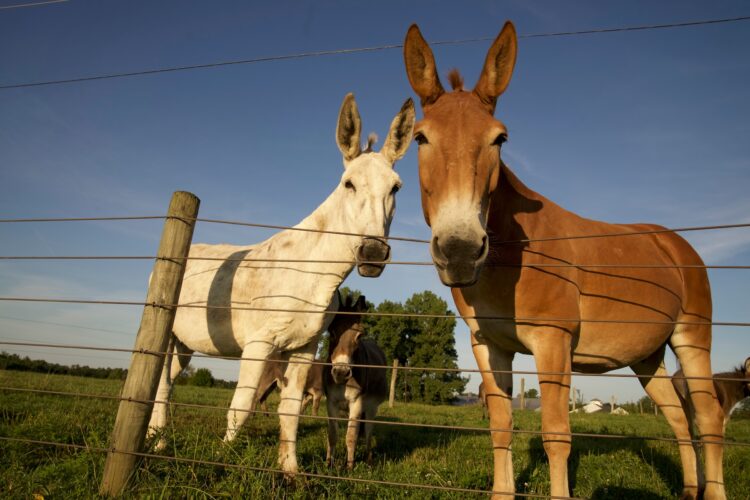 Why Are Mules Sterile?
